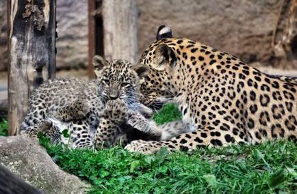 Leoparzi (lat