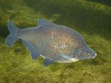 Bream - capturare bream video