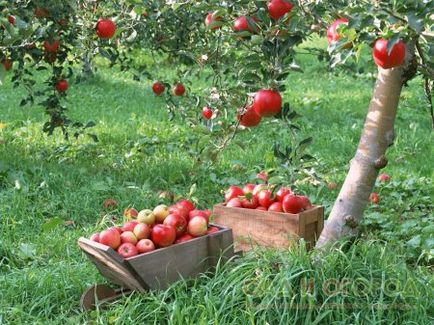 Experiența personală a crescătorilor de pomi fructiferi pe peluză