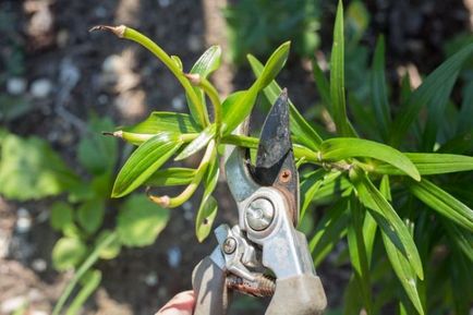 Crini în suburbii, atunci când puteți planta, timpul de înflorire, alegerea de varietate, fotografii, video