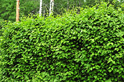 Lemongrass - liana pentru toate gusturile-plante -l-articol