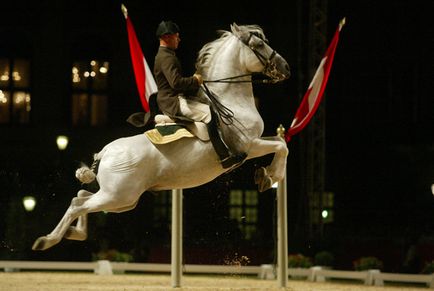 Lipitsianskaya ló - a megtestesült kegyelem és a szépség