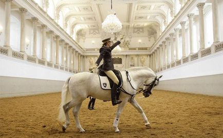 Viața calului lipizzanian al unui cal celebru