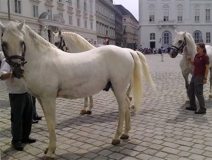 Lipitsianskaya lófajta, a lovak