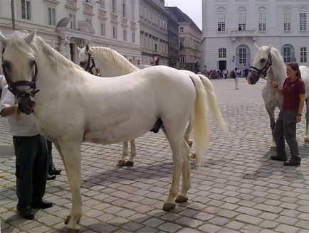 Lipitsianskaya lófajta, a lovak (lipitsianskaya) Lipitsianskaya lófajta, a lovak