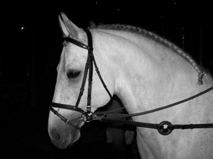Ліппіцанская порода коней фото, опис, історія породи - сайт про коней
