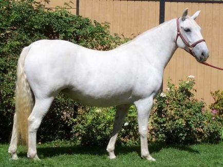 Ліппіцанская порода коней фото, опис, історія породи - сайт про коней