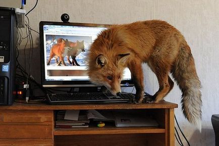 Fox ca animale de companie