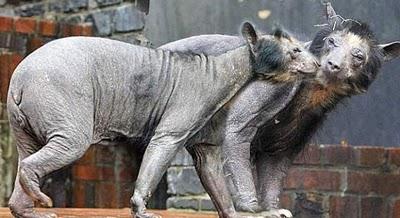 Un urs blond în grădina zoologică