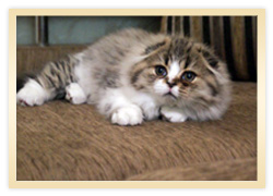 Kis csillag - kennel fajta Scottish fold macska