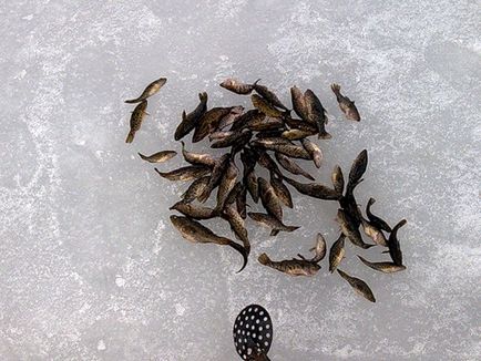 Rădăcină de pescuit în timpul iernii