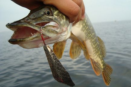 Pike de pescuit în octombrie pentru a prinde un stiuc, care lingura si wobblers sunt mai bune pentru prinderea stiuca în luna octombrie