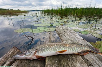 Pike halászat zhabovnikah