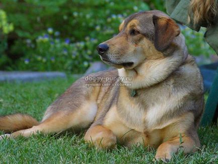 Sarcina falsă în tratamentul și simptomele câinilor - Regatul animal