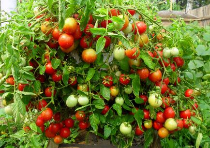 Кращі сорти томатів - сад для всієї родини - практичне садівництво