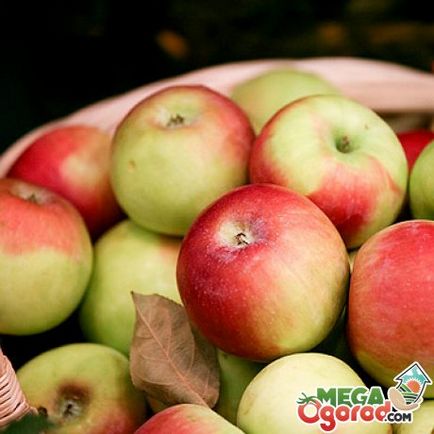 Кращі сорти яблунь для Підмосков'я особливості вирощування