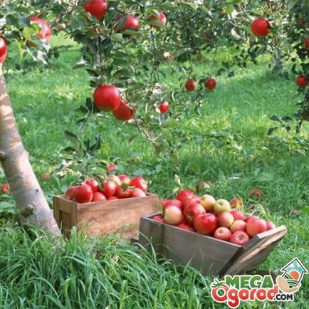 Кращі сорти яблунь для Підмосков'я особливості вирощування