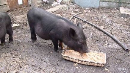 Кращий спосіб вирощування в'єтнамських вислобрюхих свиней в домашніх умовах, тваринництво