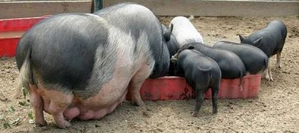 Кращий спосіб вирощування в'єтнамських вислобрюхих свиней в домашніх умовах, тваринництво