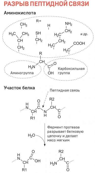 Будь-яке м'ясо м'яке, Кіт Шредінгера