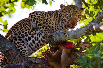 Цікаві факти про леопарда