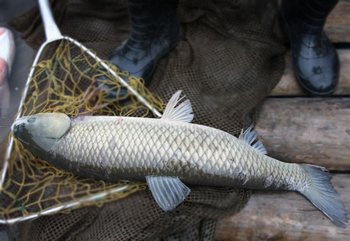 Trükkök a halászat amur - más halak