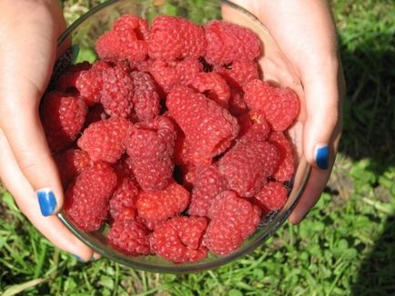 Raspberry varietăți de Maroseika descriere, plantare și îngrijire, caracteristici