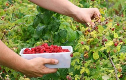 Raspberry varietăți de Maroseika descriere, plantare și îngrijire, caracteristici