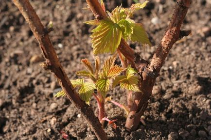 Raspberry varietăți de Maroseika descriere, plantare și îngrijire, caracteristici