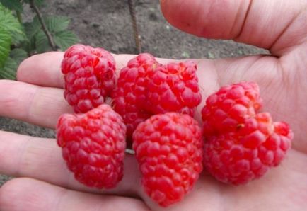 Raspberry varietăți de Maroseika descriere, plantare și îngrijire, caracteristici