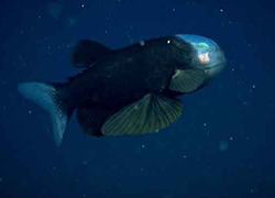 Un mic macro-pin sau ochi baril - un pește neobișnuit cu cap transparent, totul despre animale