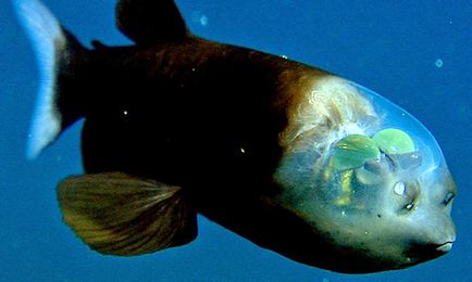 Un mic macro-pin sau ochi baril - un pește neobișnuit cu cap transparent, totul despre animale
