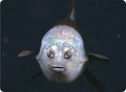 Малоротая макропинна - риба з прозорою головою