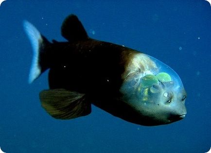 Малоротая макропинна - риба з прозорою головою