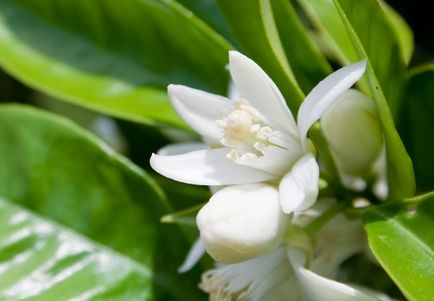Neroli haj és annak alkalmazása (illóolaj neroli) Neroli haj és annak alkalmazása