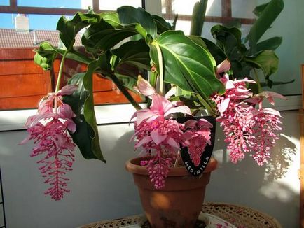 Medinilla - îngrijire la domiciliu