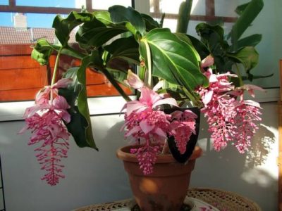 Medinilla îngrijire la domiciliu pentru o floare