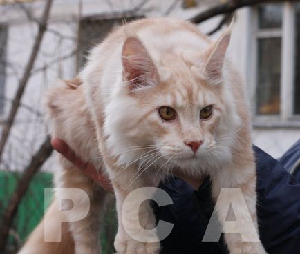 Maine Coon - macskák klub PCA