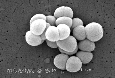 Micrococcus (micrococci, gen de bacterii)