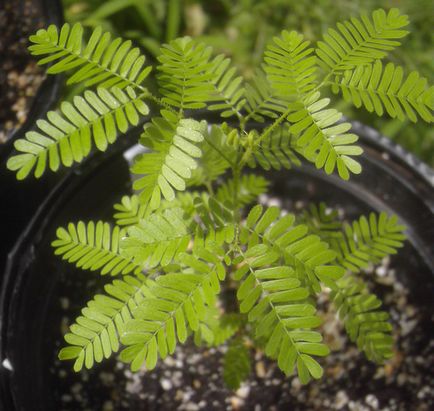 Mimosa hostilis, насіння, entheoworld