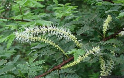 Mimosa hostelis - ce plantă, de ce a intrat în lista de droguri