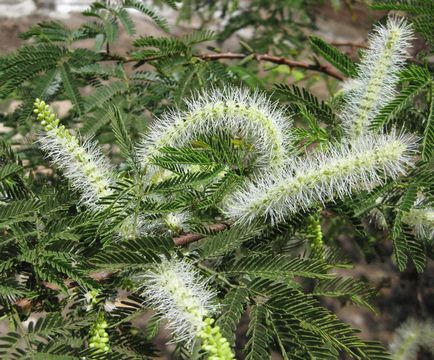 Mimosa hostelis - ce plantă, de ce a intrat în lista de droguri