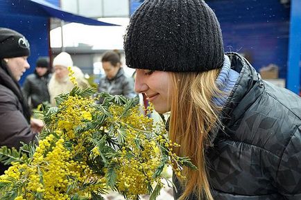 Mimosa hostelis - ce plantă, de ce a intrat în lista de droguri