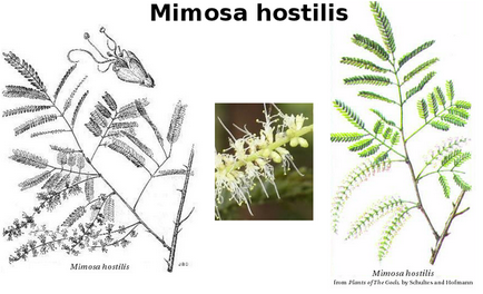 Mimosa hostelis - ce plantă, de ce a intrat în lista de droguri