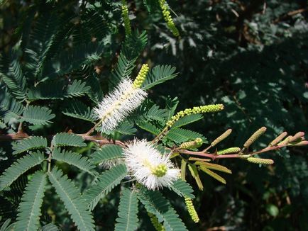 Mimosa hostilis a fost interzis