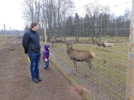 Mini állatkert és más állatkertekben Lettország és a közeli - egyházi - Mama Klub