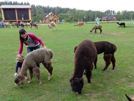 Mini zoo și alte menajeri din Letonia și din apropiere - clubul de femei - clubul mamei mele