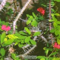 Euphorbia fotografie