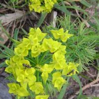 Euphorbia fotografie