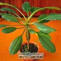 Euphorbia снимка